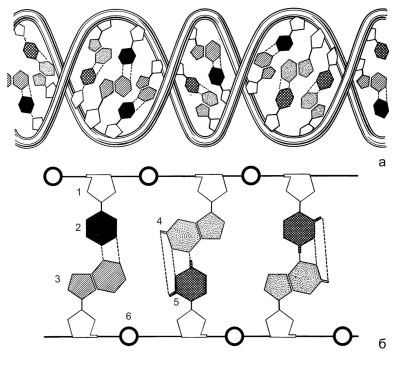 Схема строения молекулы ДНК в виде двойной спирали (а) и прямой лесенки
