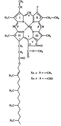 Структурные формулы хлорофиллов a и b