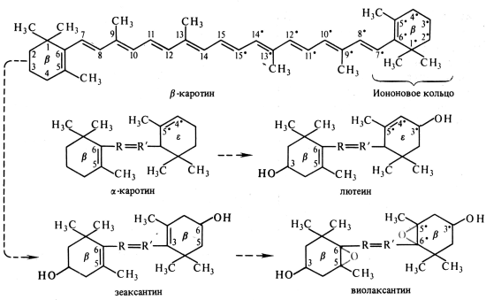 Структурные формулы каротиноидов и последовательность их превращений