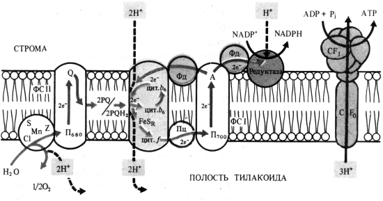 Локализация электрон- и протонтранспортных реакций в тилакоидной мембране хлоропласта