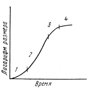 Кривая роста. 1 – лаг-период, 2 – логарифмическая фаза, 3 – фаза замедленного роста, 4 – фаза стационарного состояния