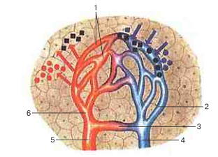 Схема строения микроциркуляторного русла