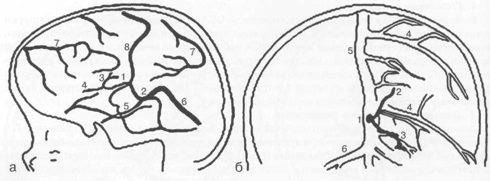 Анатомия венозной системы головного мозга