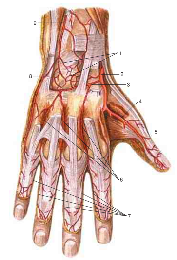 Сухожилия кисти. Сухожилия разгибателей кисти анатомия. Анатомическая Табакерка лучевая артерия. Сухожилия разгибателя 1 пальца кисти. Сухожилия длинного разгибателя пальцев.