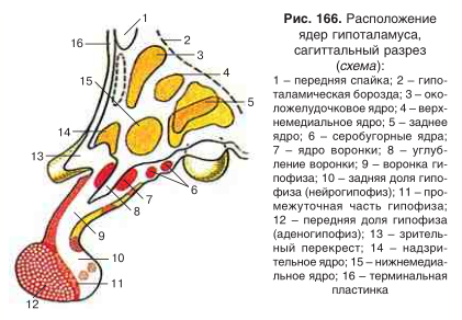 Расположение ядра. Расположение ядер в гипоталамусе. Задние ядра гипоталамуса. Месторасположение ядро.