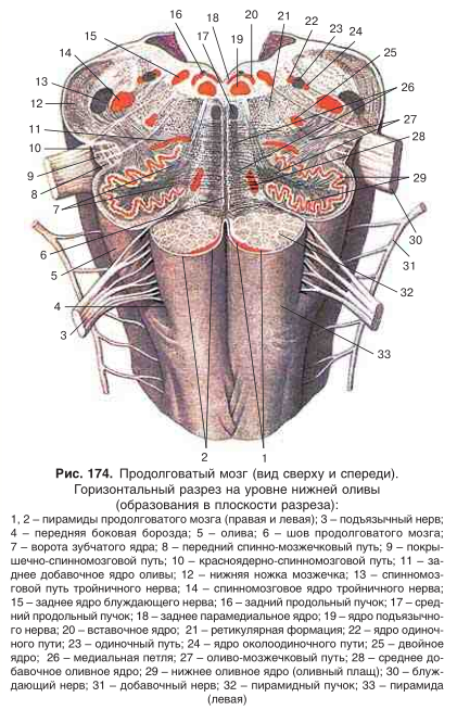 Центры продолговатого мозга. Подкорковые центры продолговатого мозга. Одиночный пучок продолговатого мозга. Полость ромбовидного мозга. Базальная поверхность продолговатого мозга.
