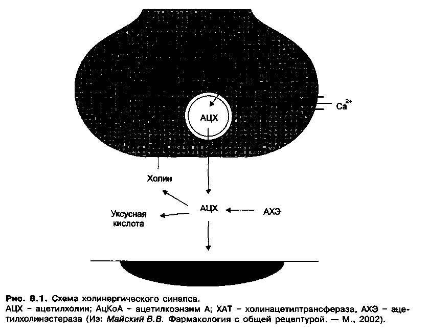 схема холинэргического синапса