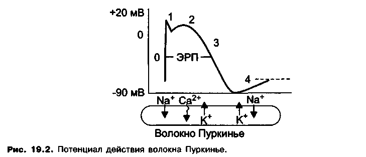 потенциал действия волокон пуркинье