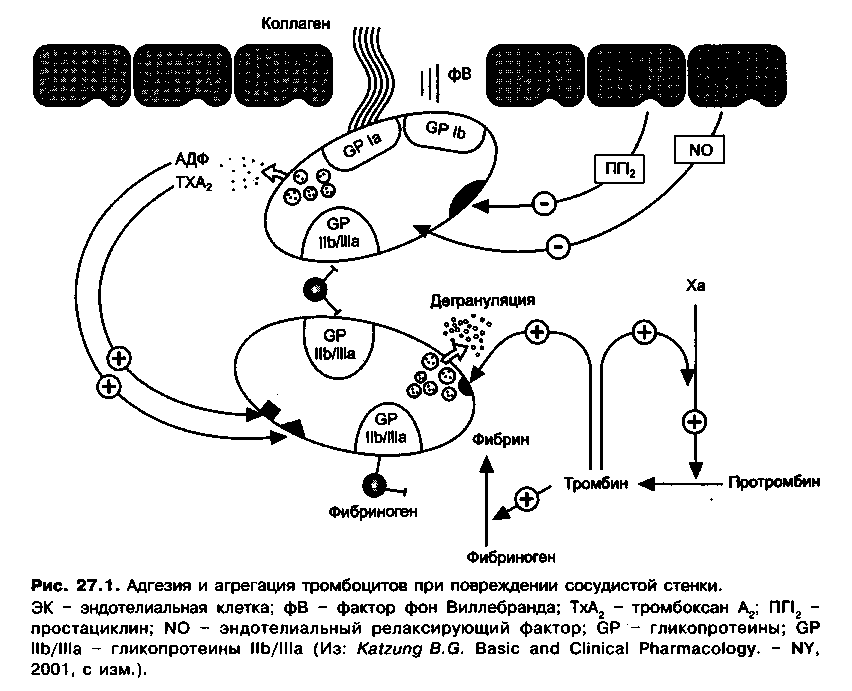 адгезия и агрегация тромбоцитов при повреждении сосудистой стенки