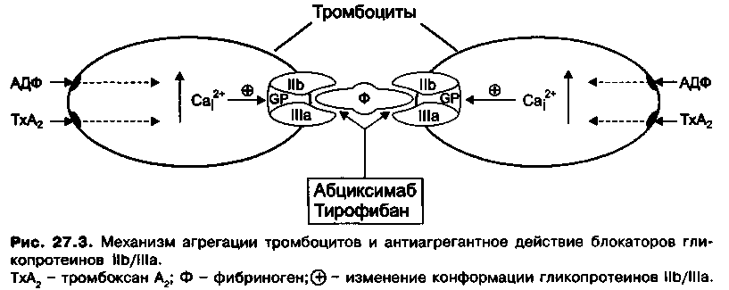 механизм агрегации тромбоцитов и антиагрегантное действие блокаторов гликопротеинов