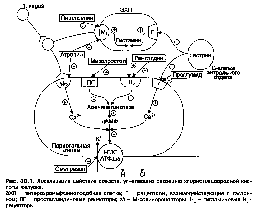 локализация действия средств, угнетающих секрецию хлористоводородной кислоты желудка