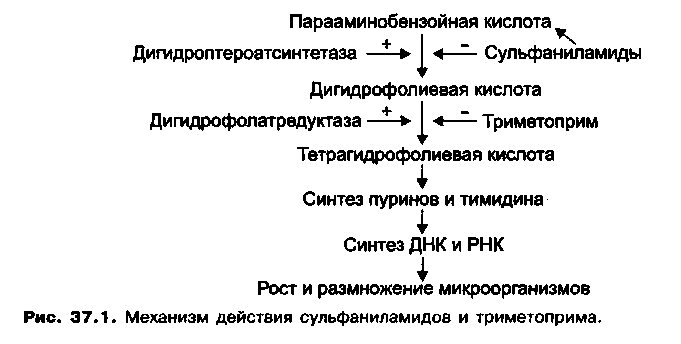 механизм действия сульфаниламидов и триметоприма