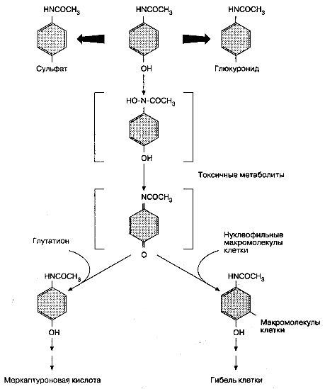 Схема метаболизма ацетаминофена.