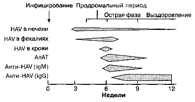 Схема наблюдае­мых вариантов сероиммунологических показателей в периоды течения типичной вирусной инфекции гепати­та А.