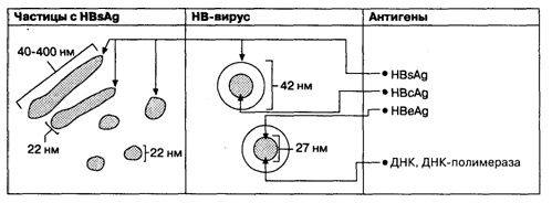 Диаграмма, отражающая соотношения трех морфологических форм HBV-частиц и антиге­нов HBV.