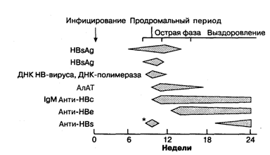 Схема последовательности сероиммунологических изменений, наблюдаемых при типич­ном гепатите В