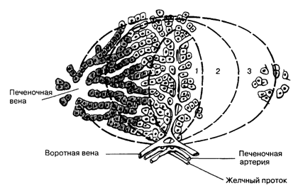 Печеночный ацинус. Его ось формируется терминальной веточкой воротной вены, печеноч­ной артерией, желчным протоком.