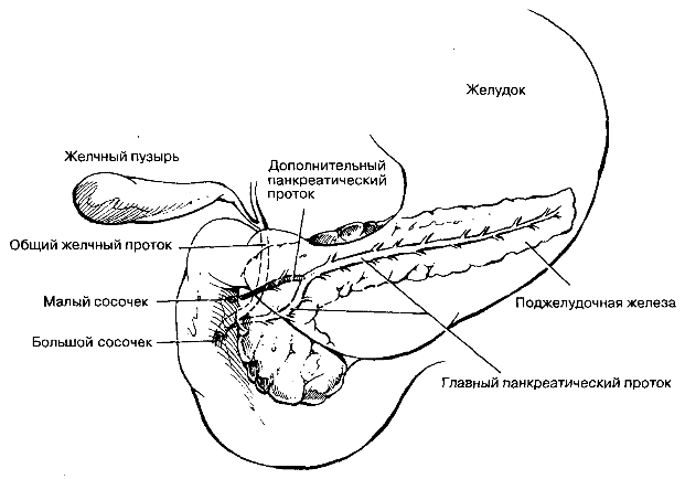 Анатомическая взаимосвязь общего желчного протока и протоков поджелудочной железы