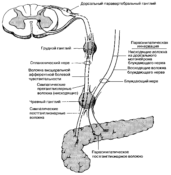 Вегетативная иннервация поджелудочной железы