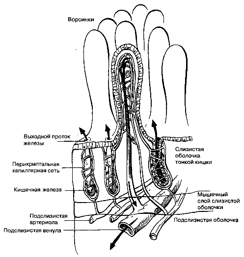 Модель системы микроциркуляции слизистой оболочки тонкой кишки.