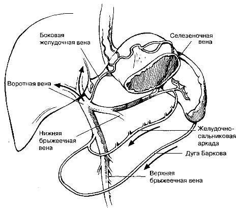 коллатеральные пути венозного оттока (после окклюзии селе­зеночной вены) через левую же­лудочную вену, желудочно-сальниковую аркаду и вену большого саль­ника (дуга Бар­кова).