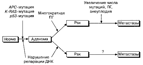 Альтернативный генетический механизм был предложен для многоэтапного канцерогенеза в толстой кишке.