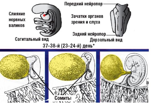 Рис. 17. Дифференцировка зародышевых листков