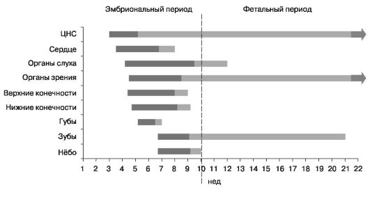 периоды органогенеза и плацентации