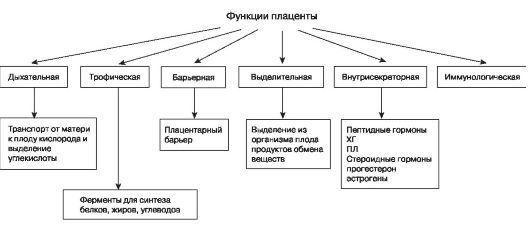 функции плаценты