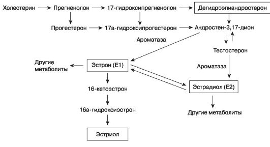 Синтез и метаболизм эстрогенов