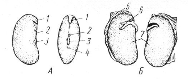 Семя фасоли (Phaseolus vulgaris).