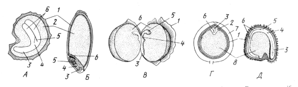 Типы семян. А – с эндоспермом, окружающим зародыш (мак Papaver somniferum, Б – с эндоспермом, примыкающим к зародышу (пшеница Triticum aestivum); В – с запасными веществами, отложенными в семядолях зародыша (горох Pisum sativum); Г – с эндоспермом, окружающим зародыш, и мощным периспермом (перец Piper nigrum); Д – с периспермом (куколь Agrostemma githago):