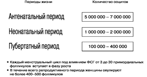 Количество ооцитов в периоды жизни