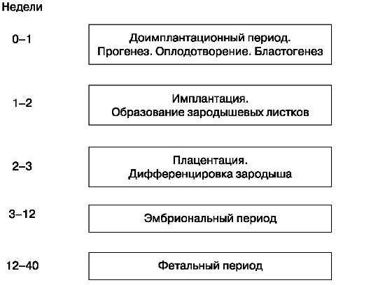 Периоды антенатального развития