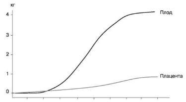 Динамика массы плода и плаценты