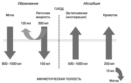 Физиология обмена околоплодных вод (при доношенной беременности)