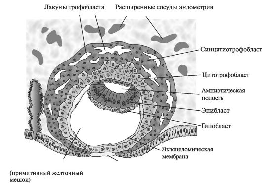 Строение бластоцисты человека. 9-й день эмбрионального развития