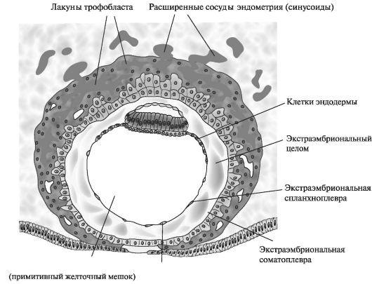 Строение бластоцисты человека. 12-й день эмбрионального развития