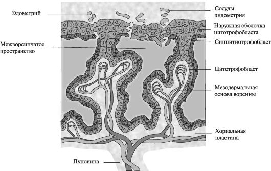 Строение ворсины в конце 3-й нед эмбрионального развития