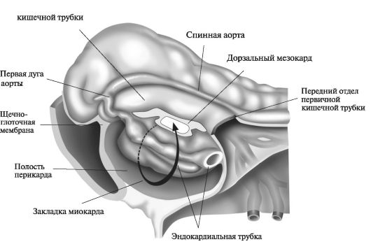 Строение сердца в начале 3-й нед эмбрионального развития
