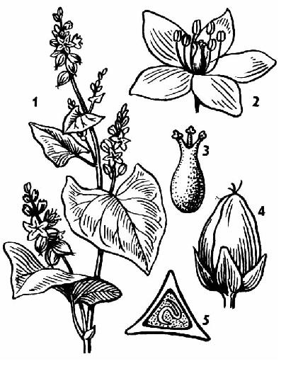 Гречиха посевная: 1- внешний вид растения, 2 – цветок, 3 – гинецей, 4 - плод (внешний вид), 5 – плод в разрезе.