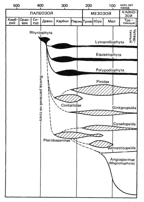 Эволюционный возраст основных филогенетических групп растительного мира