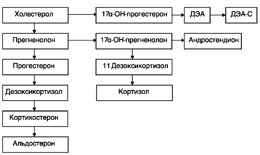 Синтез гормонов в надпочечниках в норме