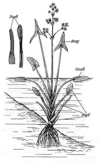 какое растение относится к гидрофитам