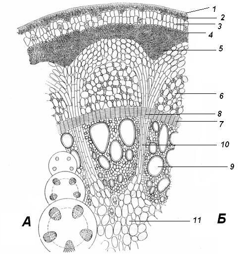 Стебель кирказона на поперечном срезе (Б) и схема строения на разных уровнях (