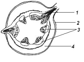 Схема поперечного среза корневища валерианы