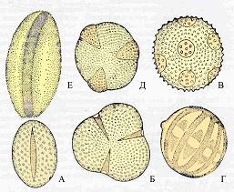 Микроспоры цветковых растений .