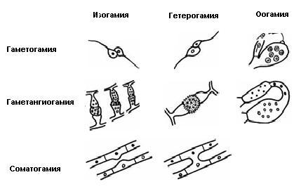 Некоторые типы полового процесса у грибов.