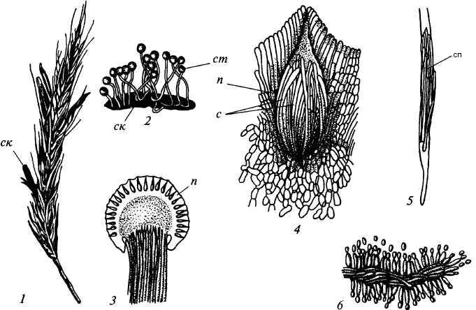 Спорынья пурпурная (Claviceps purpurea)