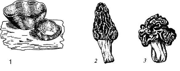 Апотеции пецицевых: 1 – пецица, 2 - сморчок, 3 – строчок.